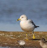 Great Black-backed Gull