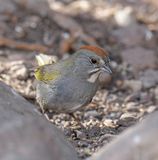 Green-tailed Towhee