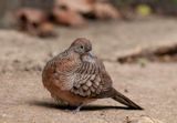 Zebra Dove