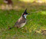 Red whiskered Bulbol