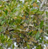 Monarch
