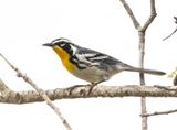 Yellow-throated Warbler