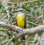 Couchs Kingbird