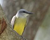 Couchs Kingbird