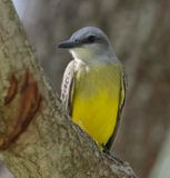 Couchs Kingbird