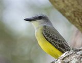 Couchs Kingbird