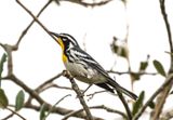 Yellow-Throated Warbler