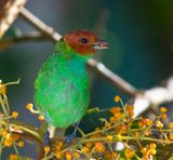 Bay-headed Tanager