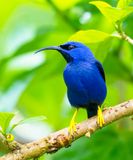 Purple Honeycreeper