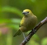 DSC_7080-3.jpg