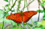 Gulf Fritillary
