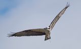 Osprey
