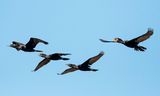  Cormorant
