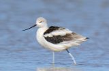 Avocet