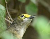 White Eyed Vireo