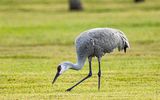 Sandhill Crane