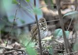 Hermit Thrush