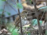 Hermit Thrush