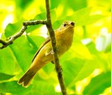 Summer Tanager