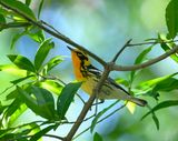 Blackburnian Warbler