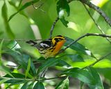 Blackburnian Warbler