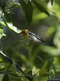 Blackburnian Warbler
