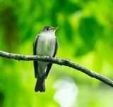 Eastern Wood-Pewee