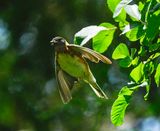 Bay-breasted Warbler