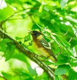 Bay-breasted Warbler