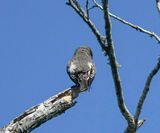 Olive-sided Flycatcher