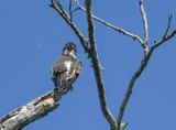 Olive-sided Flycatcher