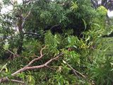 Hurricane Irma - 077.JPG