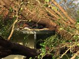 Hurricane Irma - 087.JPG