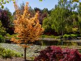 Mayfield Gardens