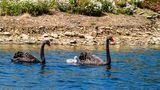 Black Swans and Chick