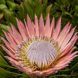 King Protea