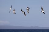 230616-AL6A8607galapagos.jpg