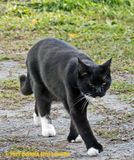 Rocky Strolling the yard