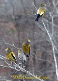 Today 3 Males and One Female Evening Grosbeak