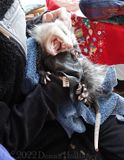 Opposum Teeth in Traceys Arms