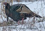Female  Wild Turkey