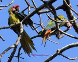 2 Great Green Macaws1572.copy.jpg