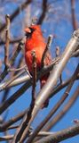 Cardinal singing a spring song!