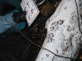 trackardwithminktracklog.2694.jpg