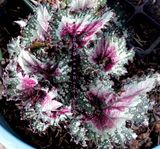 Rex Begonia leaves rescued from the garden