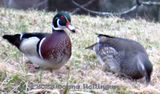 Male and Female Woodducks