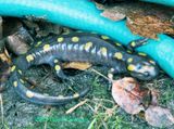 Salamander Migration two nights ago! 