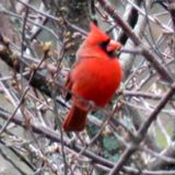 Male Cardinal at our Apple Tree