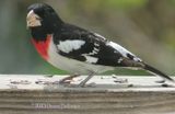 RoseBreasted Grosbeak Chewing!