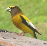 Male Evening Grosbeak Closer!